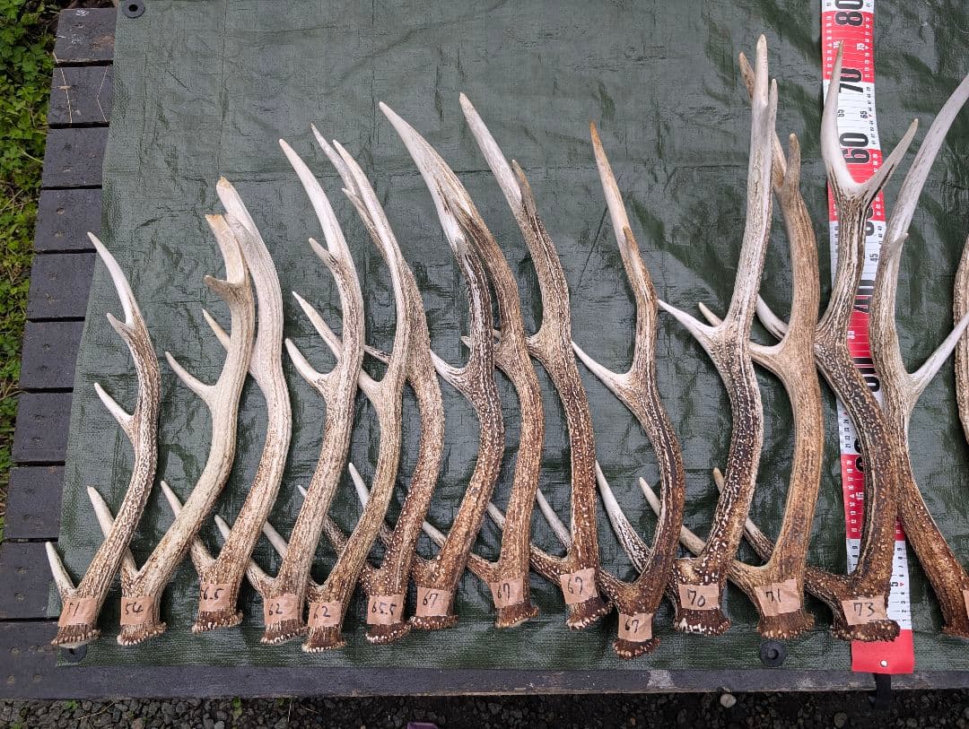 蝦夷鹿の落ち角「※31本セット」